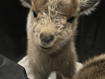 Nigerian Dwarf Bottle Babies