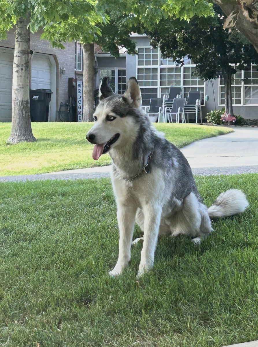  Beautiful Husky 