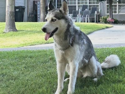Beautiful Husky