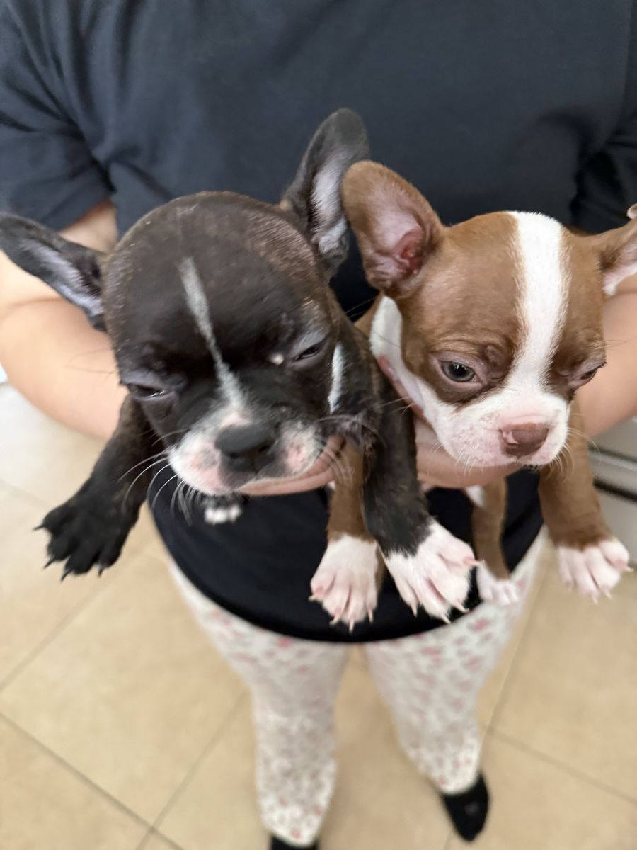 Frenchton Puppies- 1 Male  & 1 Female