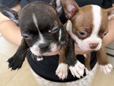 Frenchton Puppies- 1 Male & 1 Female