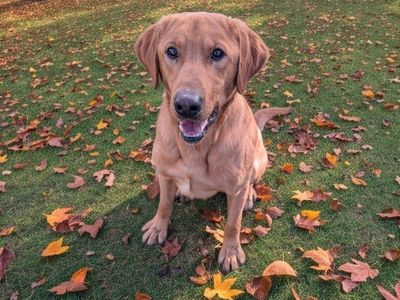 fox red stud dog Labrador retriever