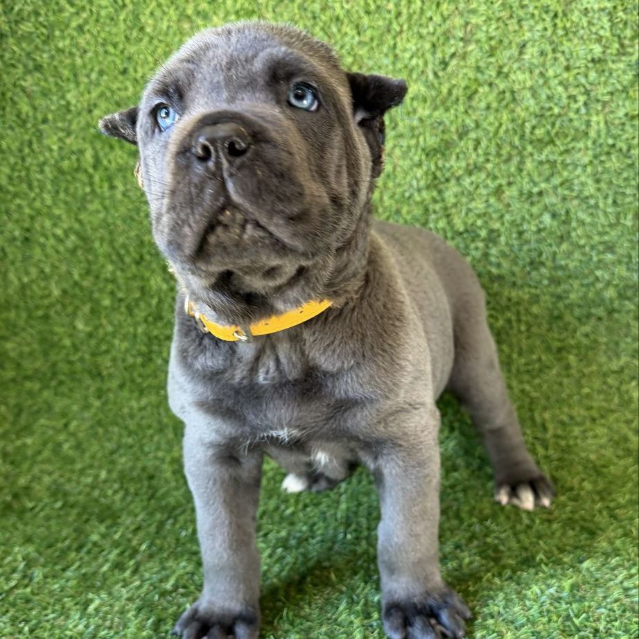 AKC Health Tested Cane Corso Puppy