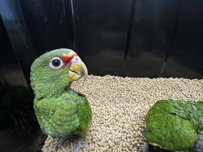 White front Amazon
