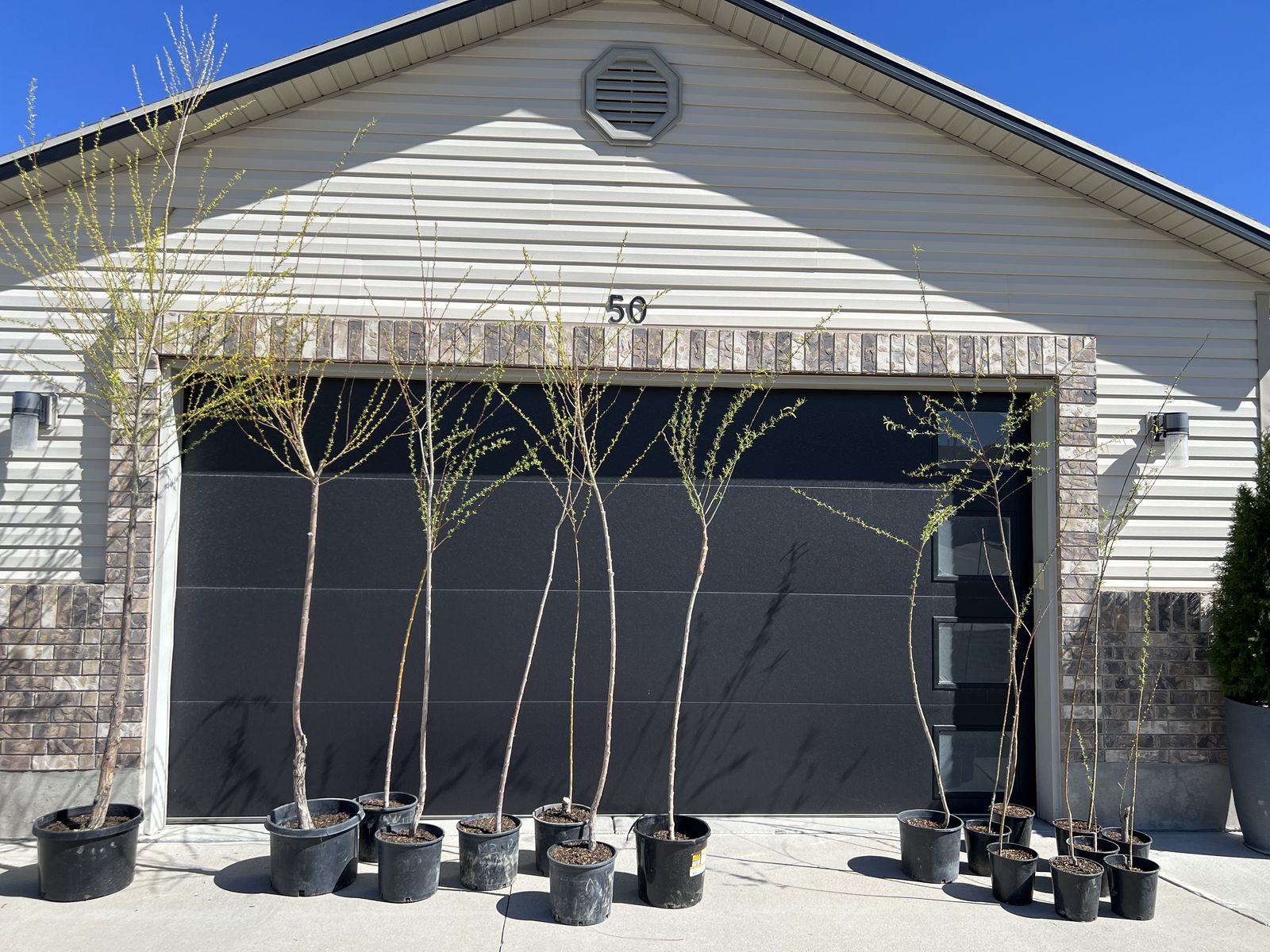 Hybrid Willow Trees