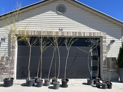 Hybrid Willow Trees