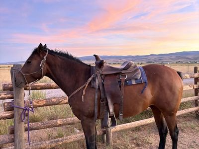 6 Year Old Gelding