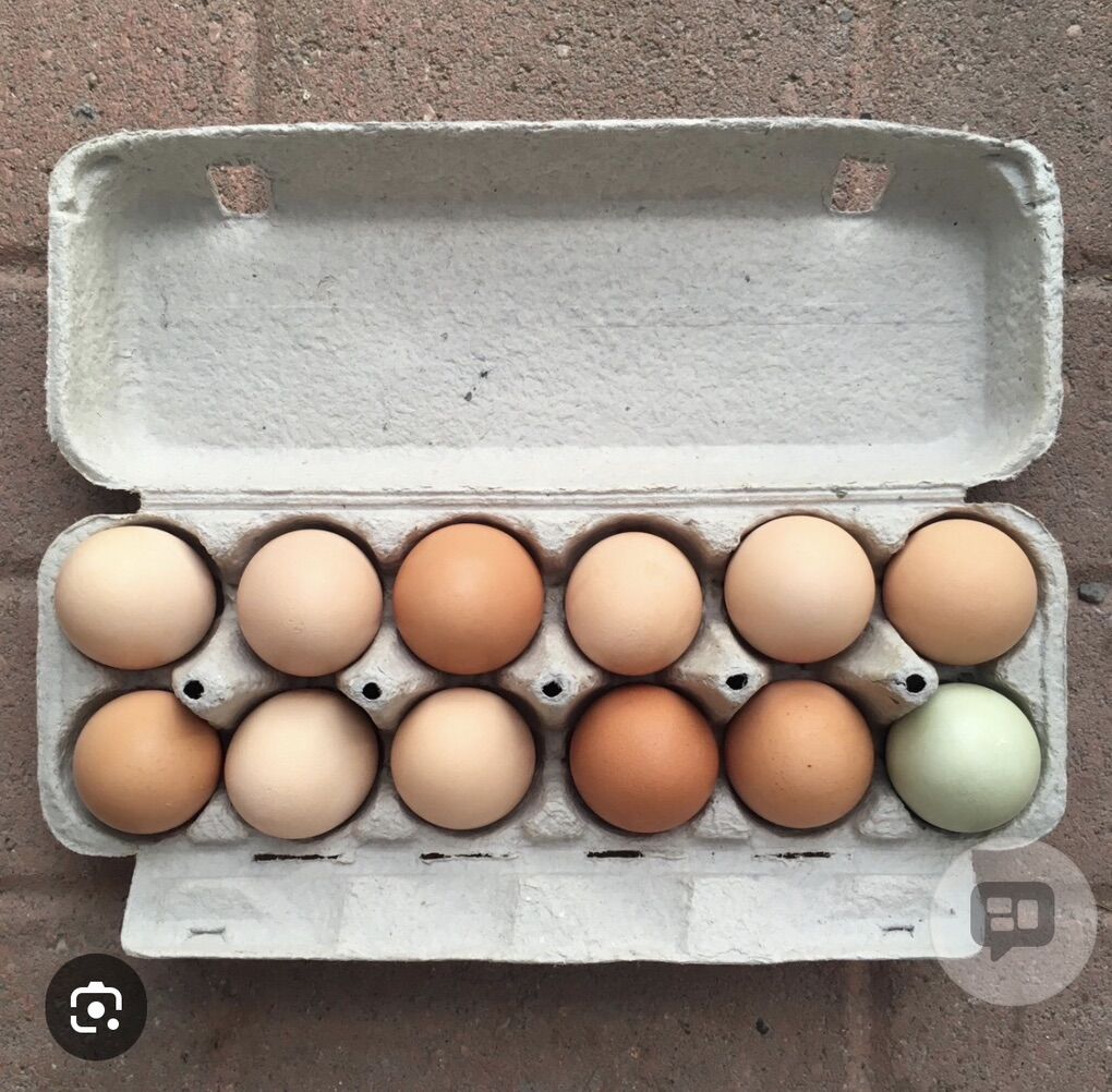 Fresh Eggs