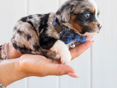 BLUE EYES!!! RARE!!! Cavalier Toy Aussie Puppies