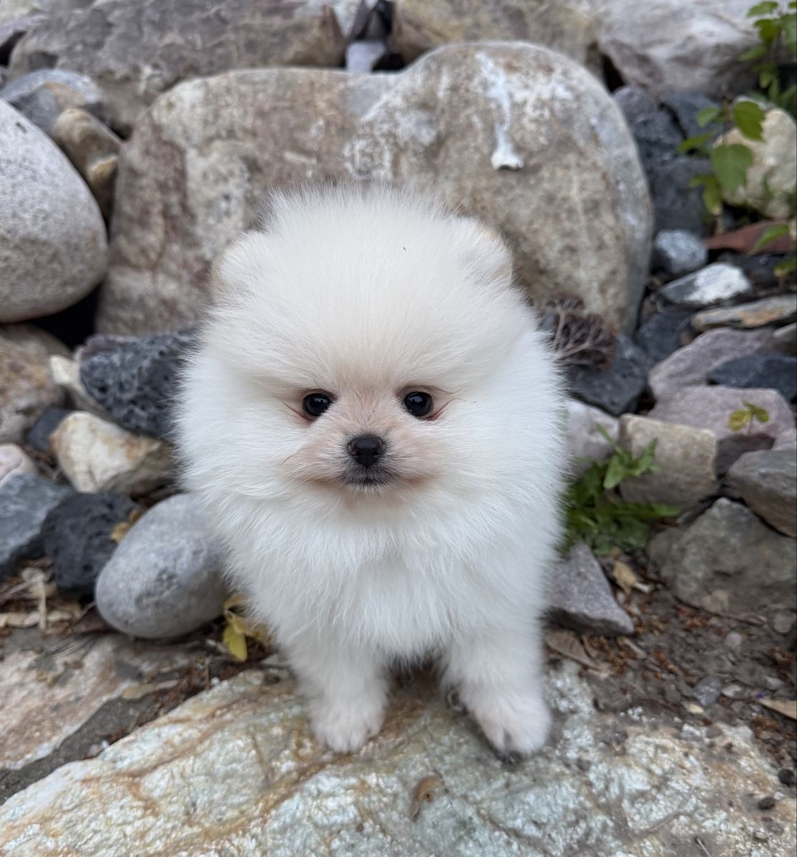 Adorable AKC Pomeranian Puppies - Male, Show Line Prospects or Loving Companions. Super special for local buyers!