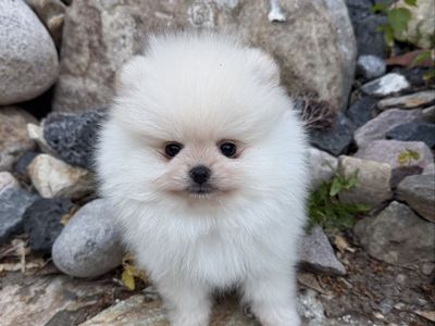 Adorable AKC Pomeranian Puppies - Male, Show Line Prospects or Loving Companions. Super special for local buyers!