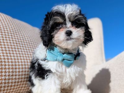 Black Tri Toy Labradoodle Boy, 5-8lbs, Ready Now!