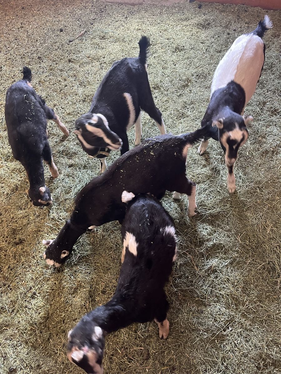 Meat goats