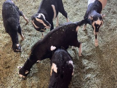 Meat goats