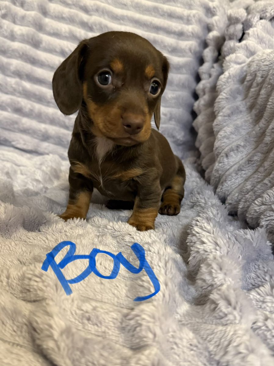 Male Mini Dachshund