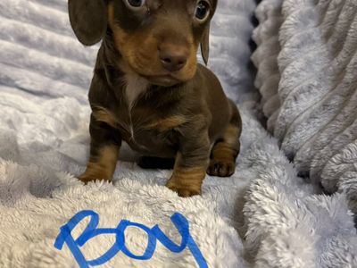 Male Mini Dachshund