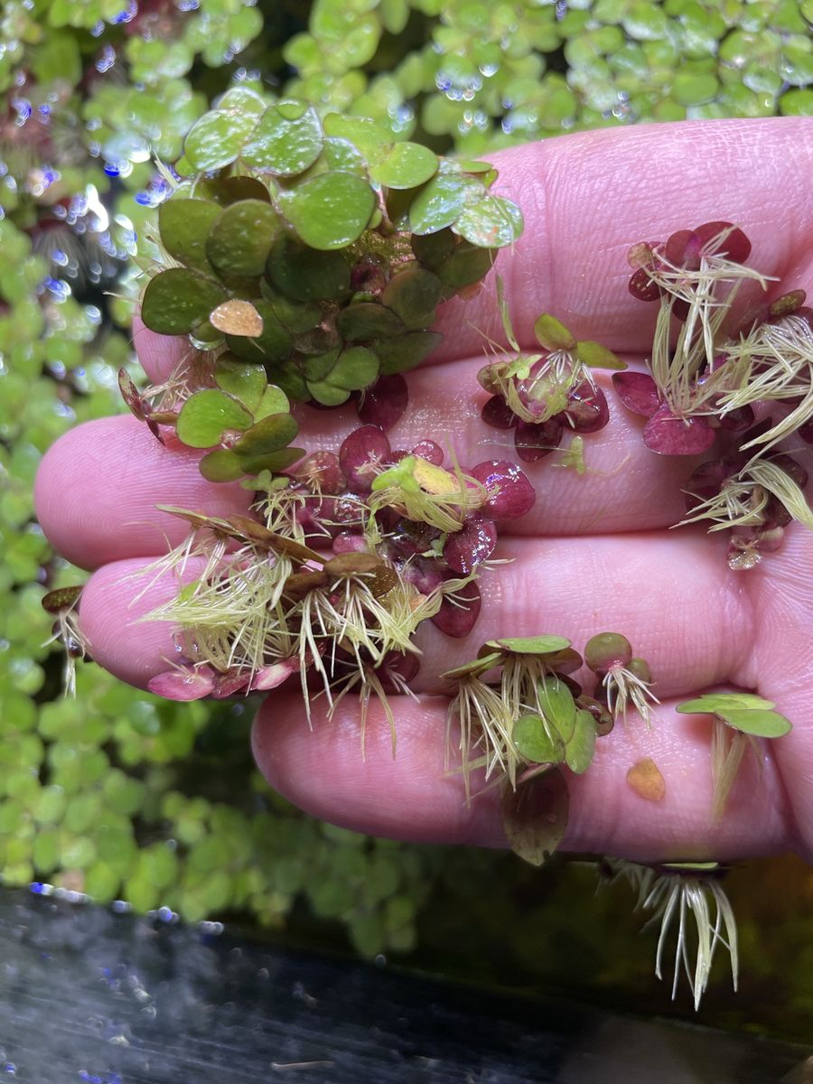 Red leaf floaters to clean your aquarium