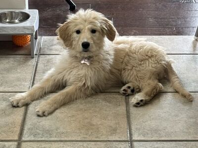 Mini Golden/Bernedoodle
