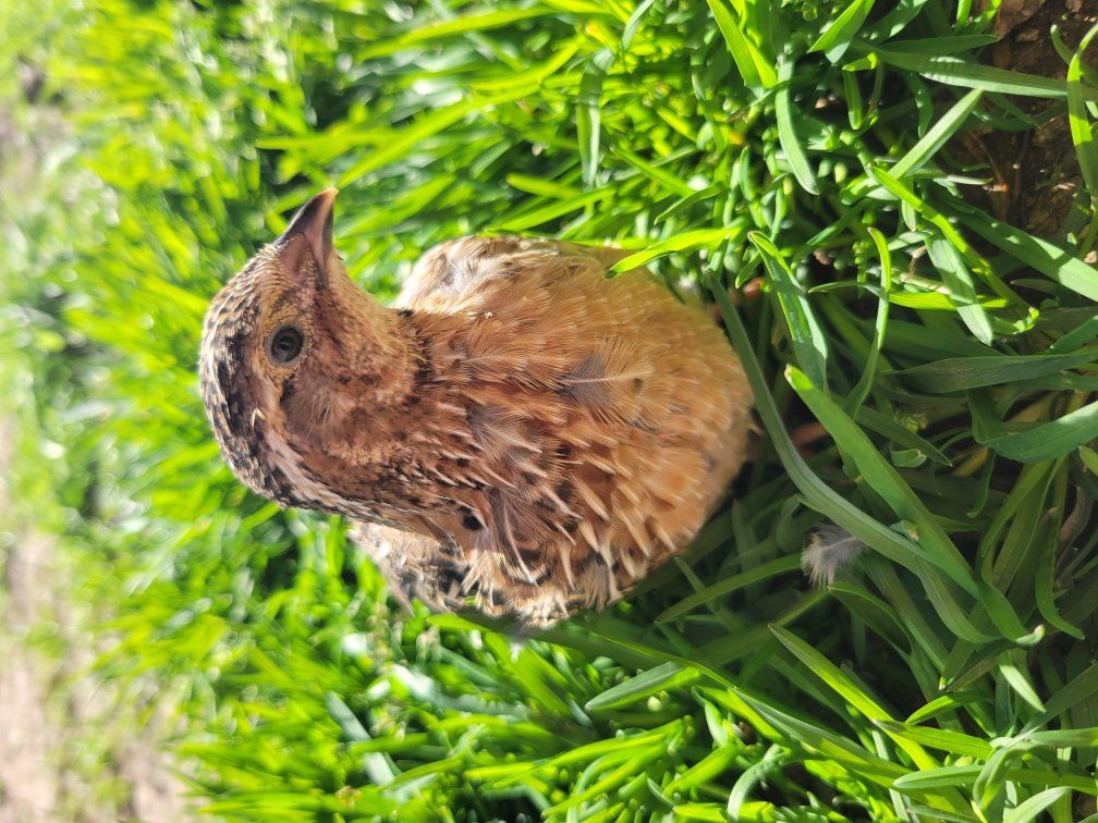 Started 4 week old Cortunix quail chicks