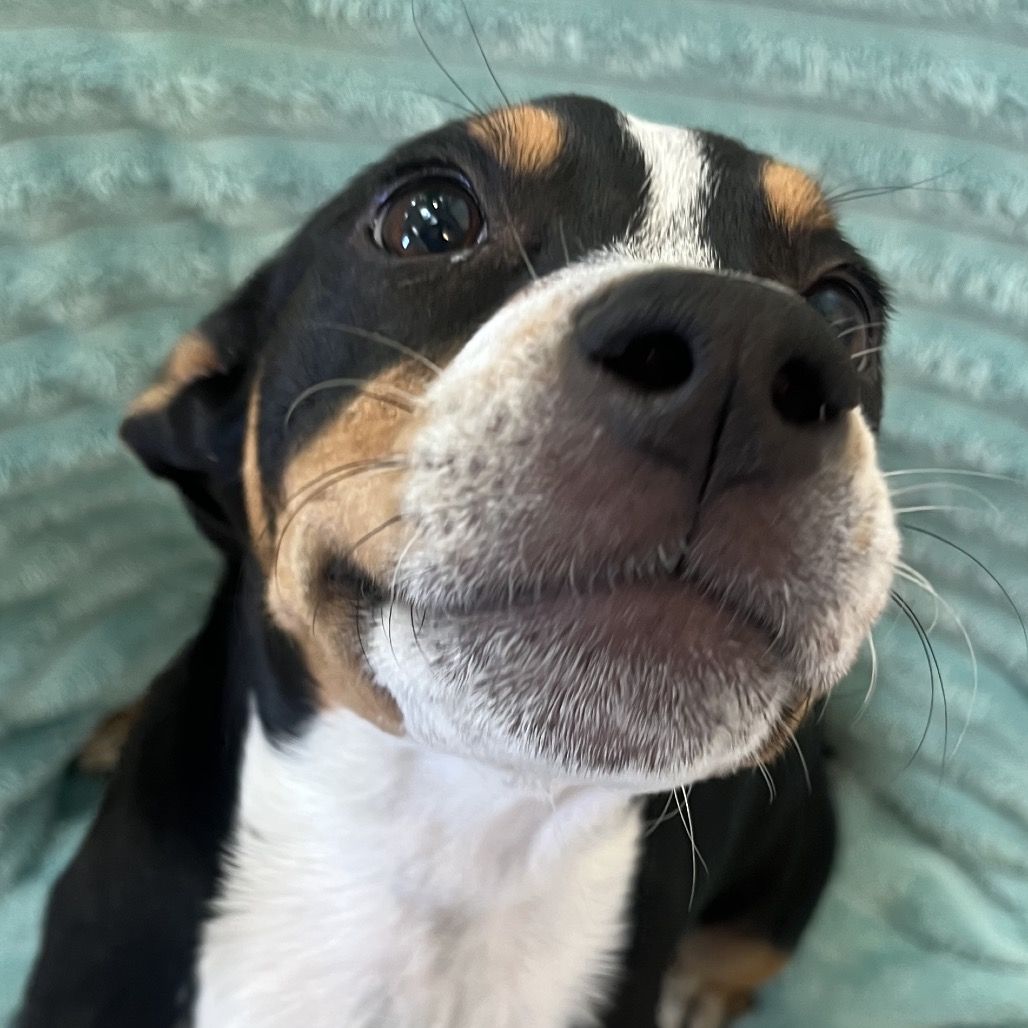 Hello my name is Sugar