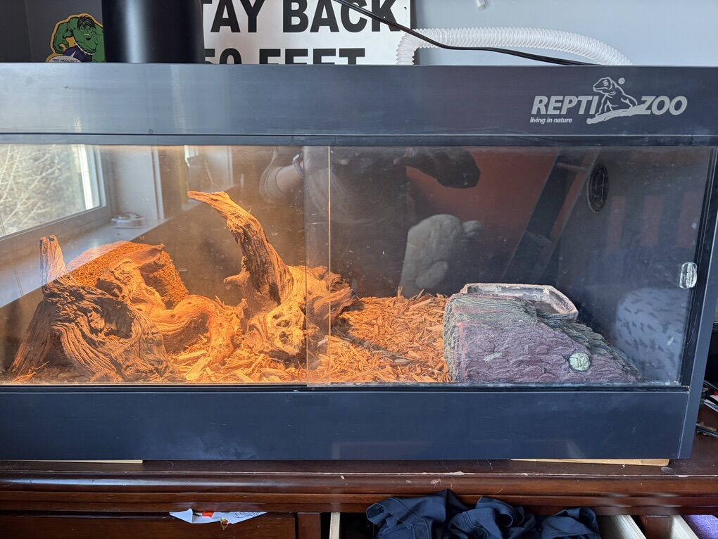 Ball Python w/ Enclosure/Light/Humidifier