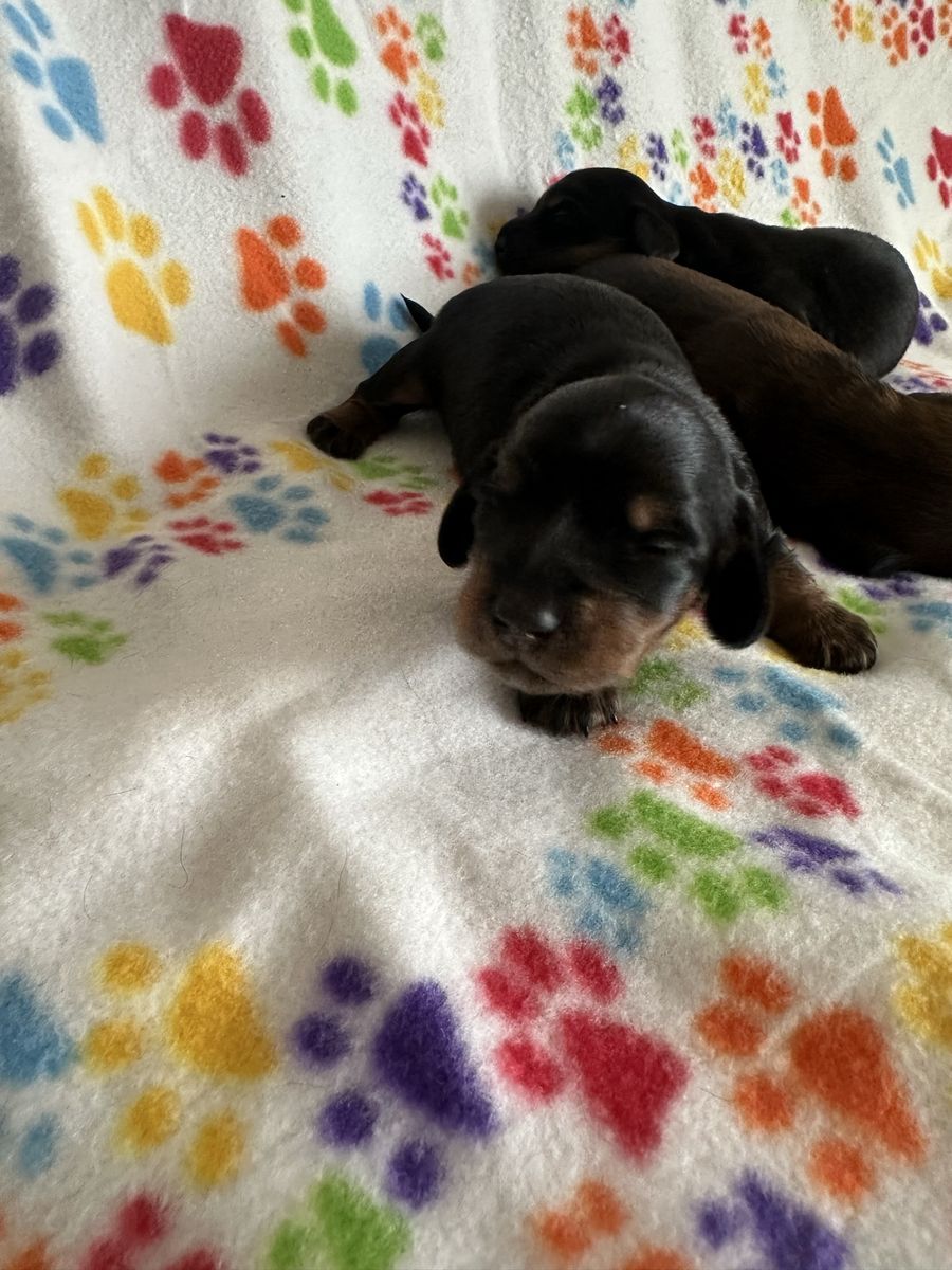 Long haired dachshund puppies. Super cute.