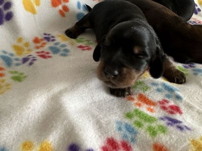 Long haired dachshund puppies. Super cute.