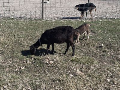 Lamancha doe and Lamancha/Alpine buckling for sale