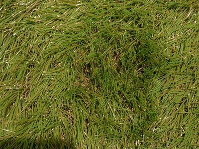 ECO 1.38 Pile Height 7 ft. x 15 ft. Turf