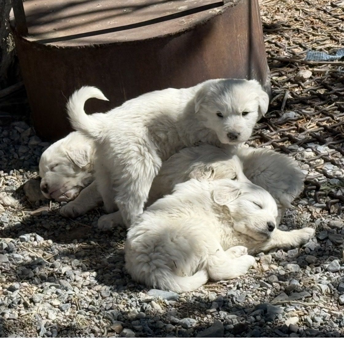 Great Pyrenees puppies
