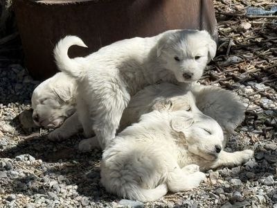 Great Pyrenees puppies