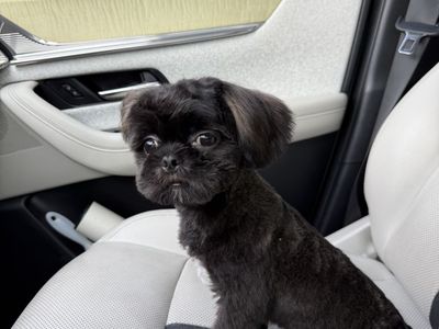 Akc Shih Tzu Shitzu Shihtzu