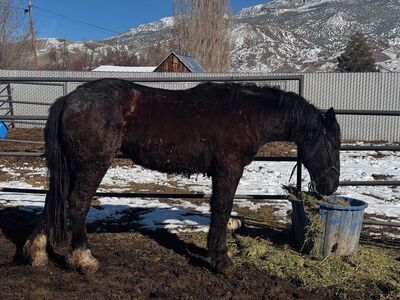 Freshly 2yo Draft Cross Filly