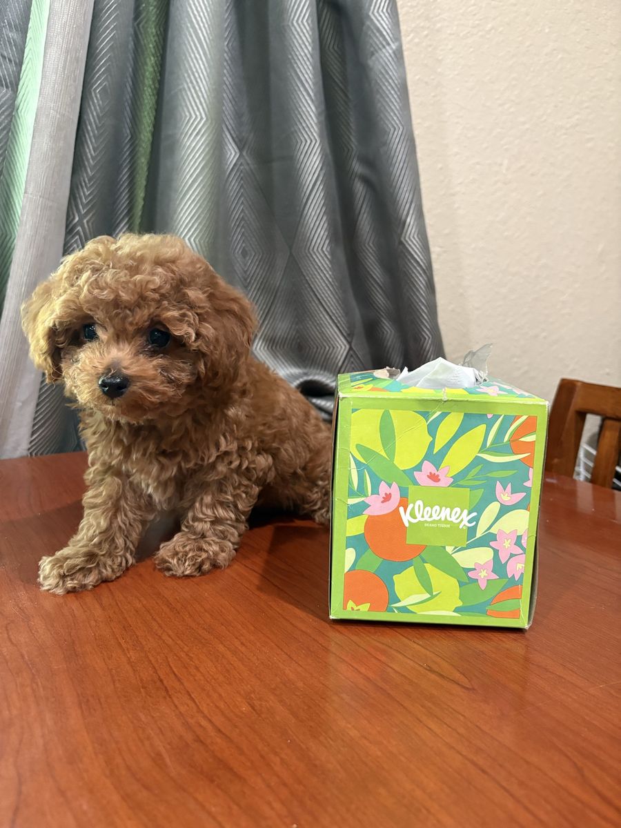 Teacup goldendoodles 5-8 pounds