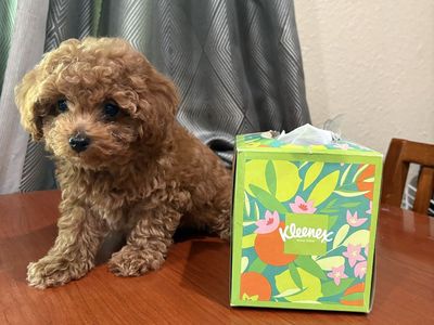 Teacup goldendoodles 5-8 pounds