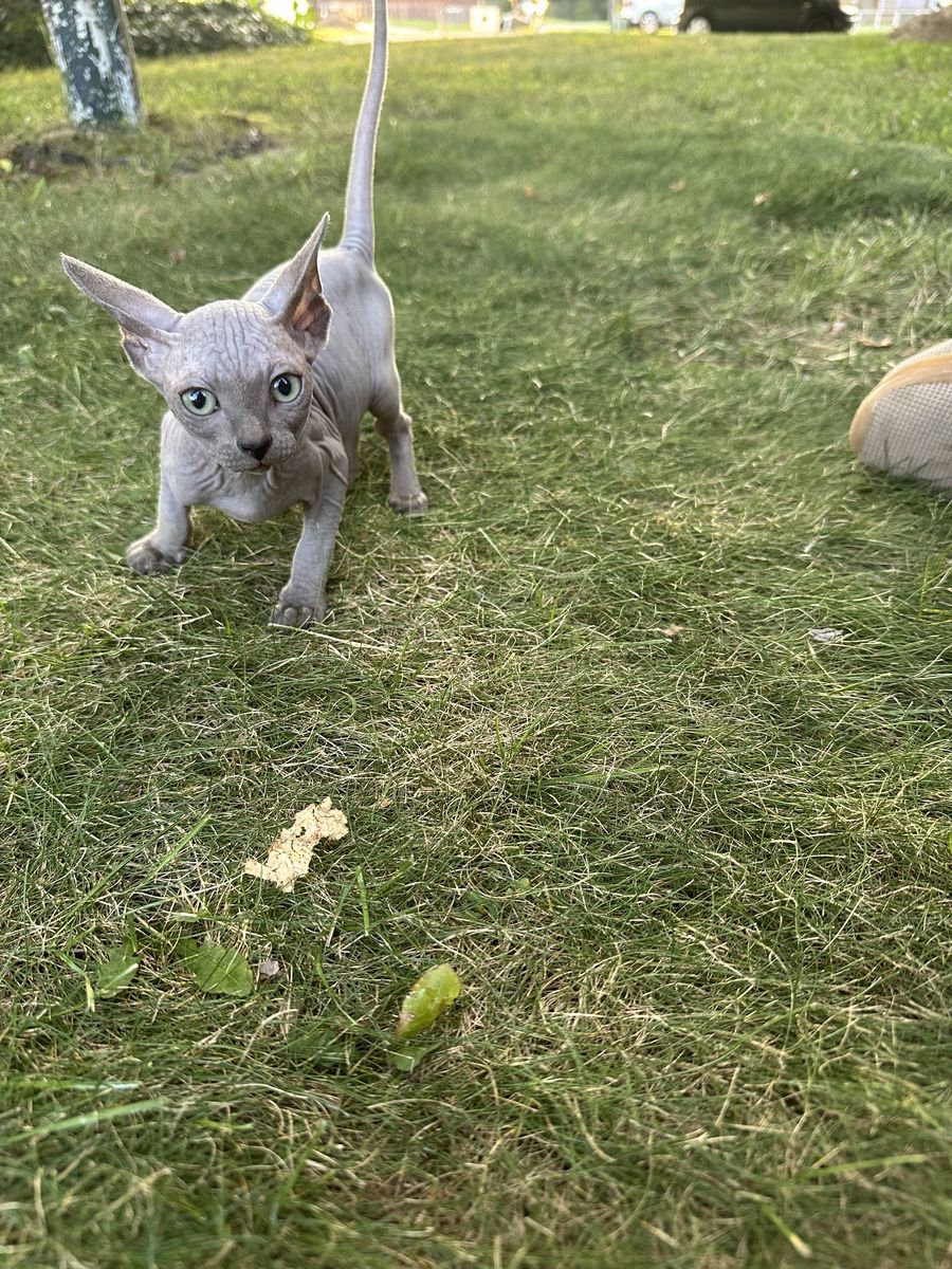 Sphynx Kittens Ready Now!