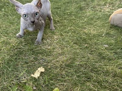 Sphynx Kittens Ready Now!