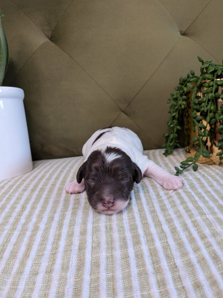F1B Newborn Cockapoo Puppies - we have a scrumptious Chocolate and White Parti Male and a delicious Chocolate Male available.