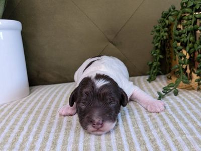 F1B Newborn Cockapoo Puppies - we have a scrumptious Chocolate and White Parti Male and a delicious Chocolate Male available.