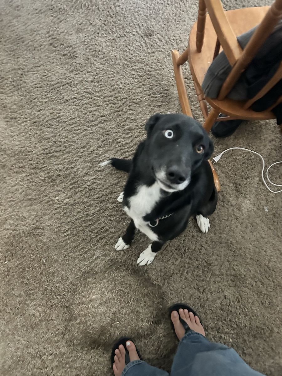 Dog in need of home