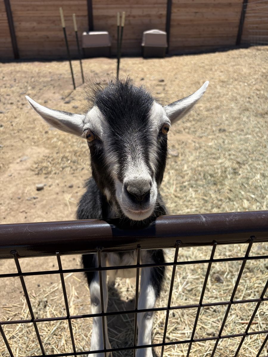 Nigerian dwarf buck