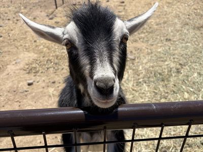 Nigerian dwarf buck