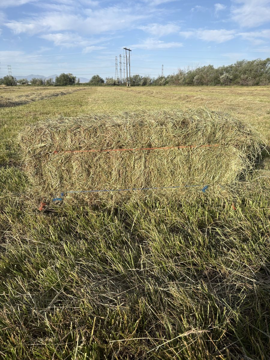 Grass Hay
