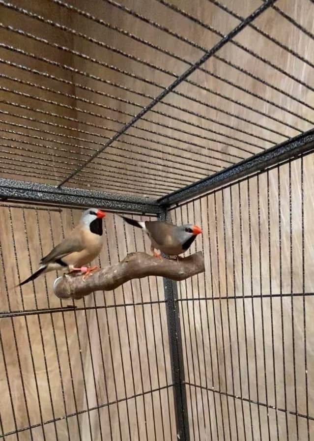 Shaft tail finch pairs
