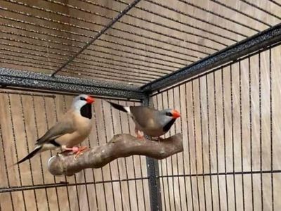 Shaft tail finch pairs