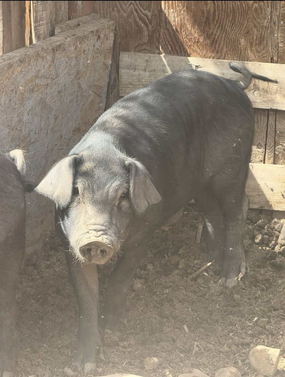 Young Duroc /Meishan Pig for Sale - Healthy and Active