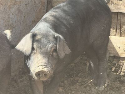Young Duroc /Meishan Pig for Sale - Healthy and Active