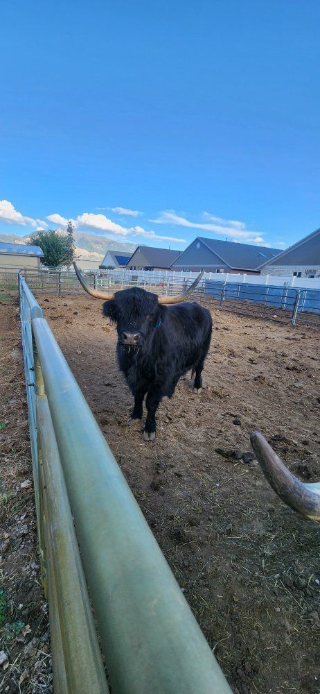 Purebred pregnant 4year old highland cows