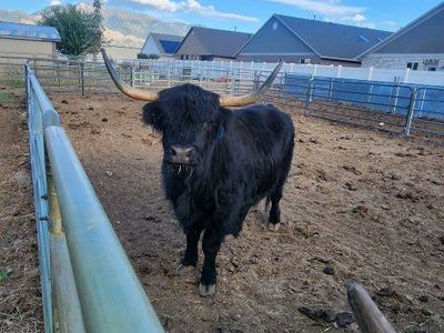 Purebred pregnant 4year old highland cows