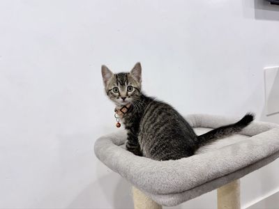 4 beautiful kittens